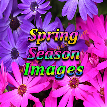 Featured Image for Spring Season
