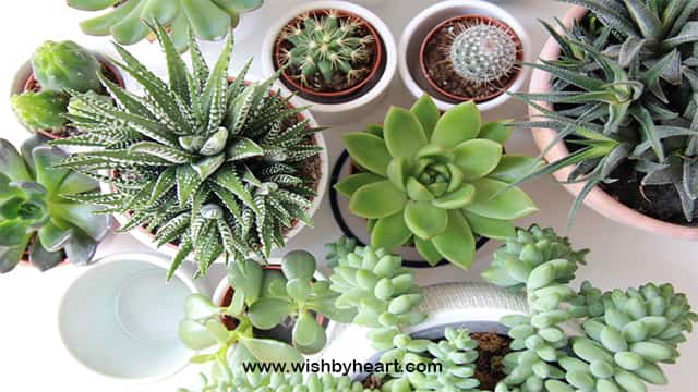 Succulent-Planter-inexpensive-gift-ideas-for-everyone